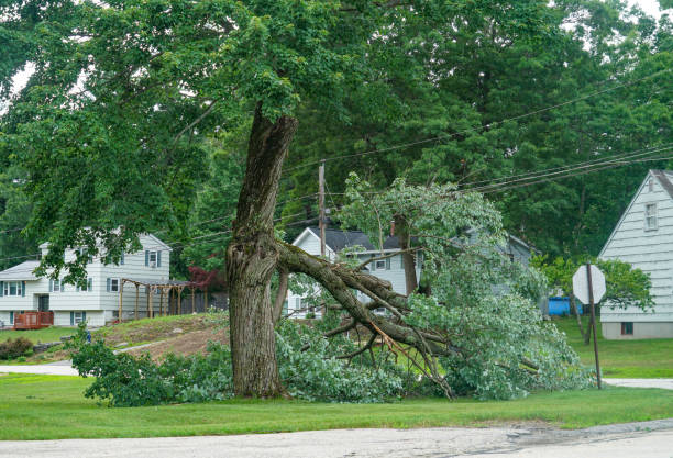 Tree Removal for Businesses